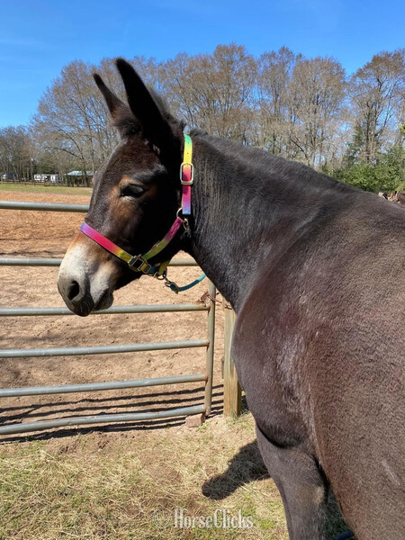 "Molly " Black Mare Mule - Mule in Montana