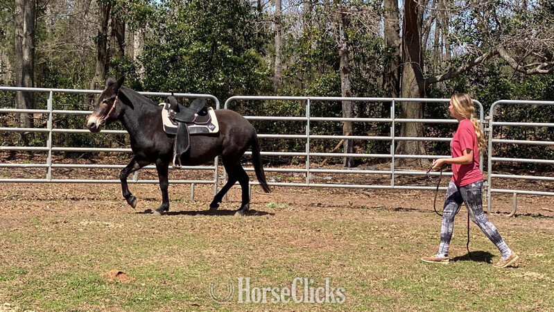 Montana "Molly " Black Mare Mule