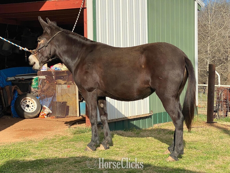 "Molly " Black Mare Mule Montana