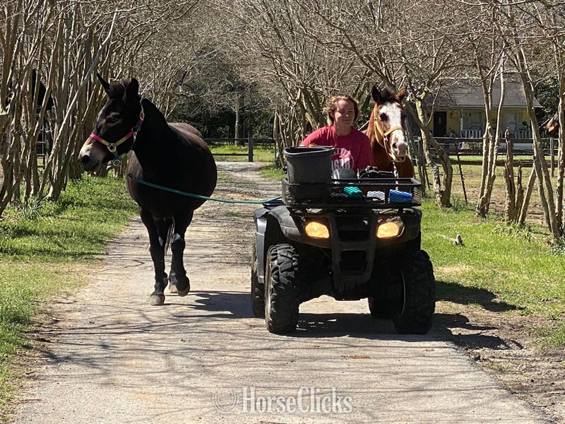 "Molly " Black Mare Mule - Mule