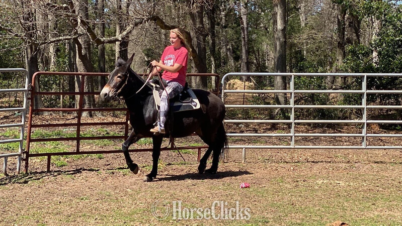 "Molly " Black Mare Mule