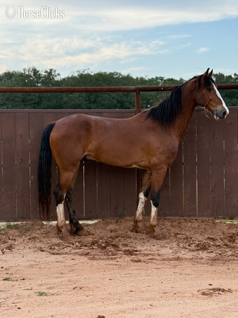"Cosmo " Bay Gelding Dutch Warmblood