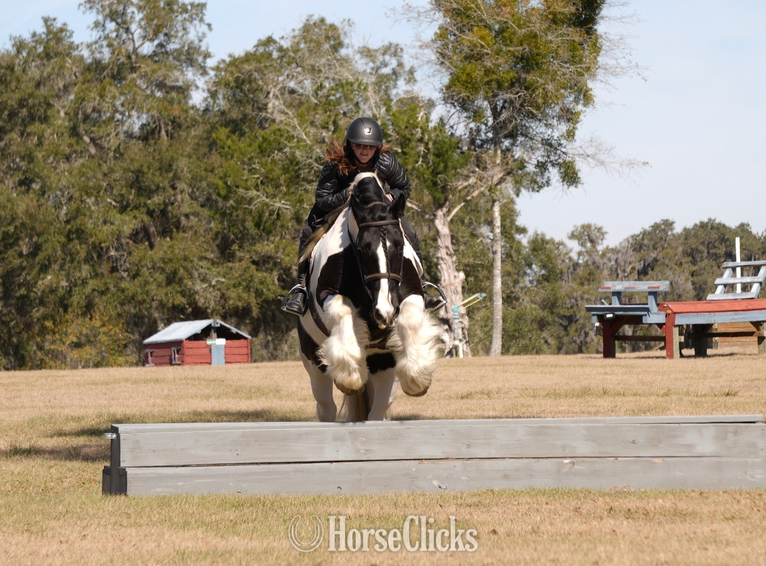 "Charlie Waffles" Pinto Gelding Gypsy Vanner in Ohio