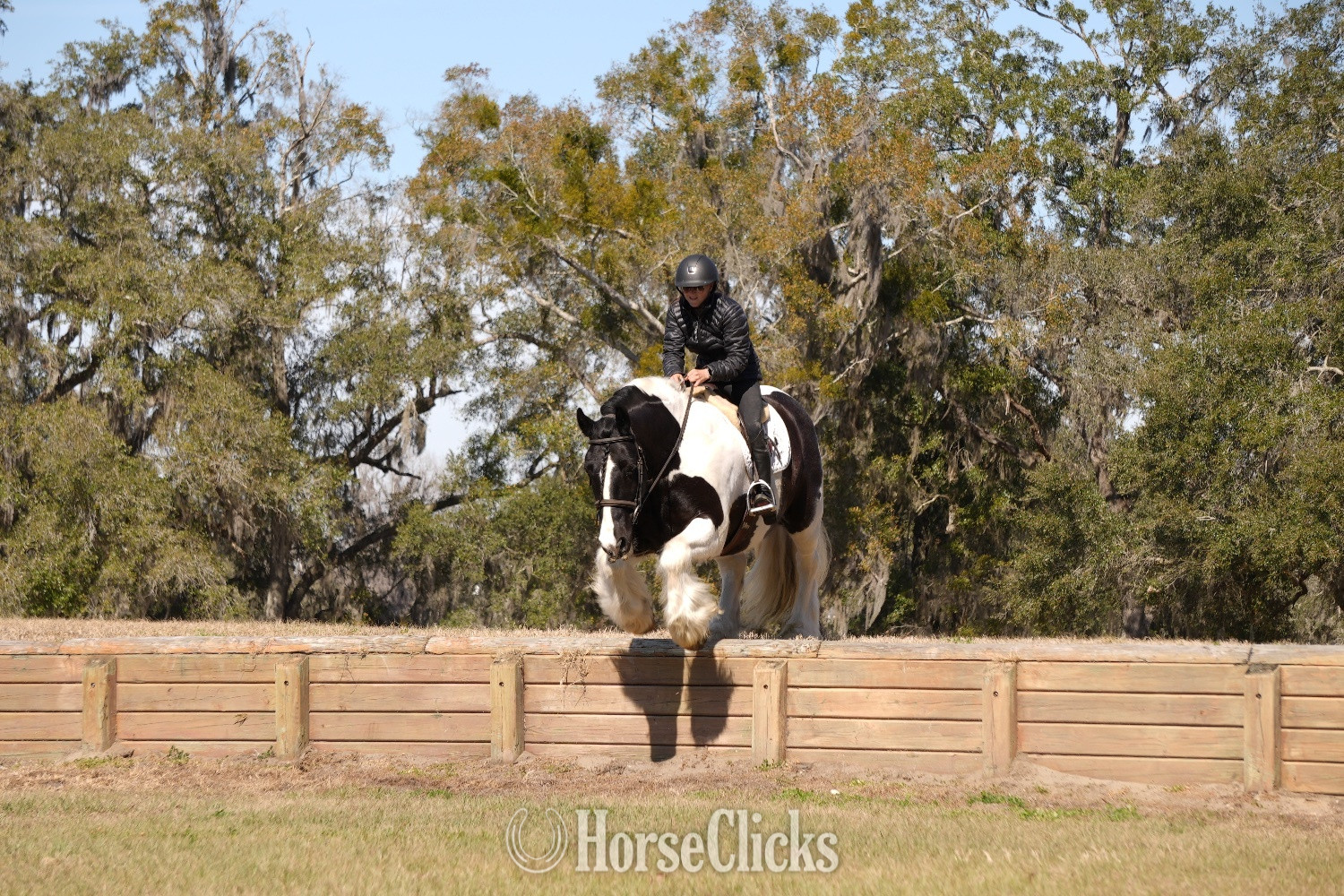 "Charlie Waffles" Pinto Gelding Gypsy Vanner