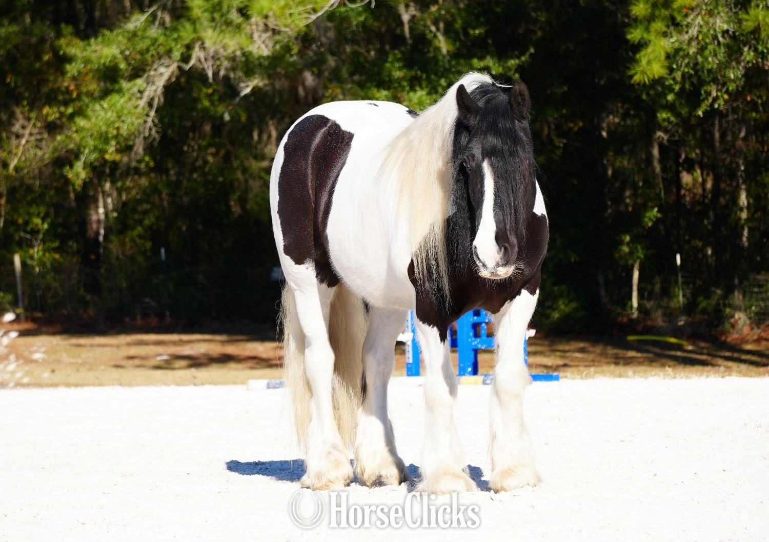 Ohio "Charlie Waffles" Pinto Gelding Gypsy Vanner