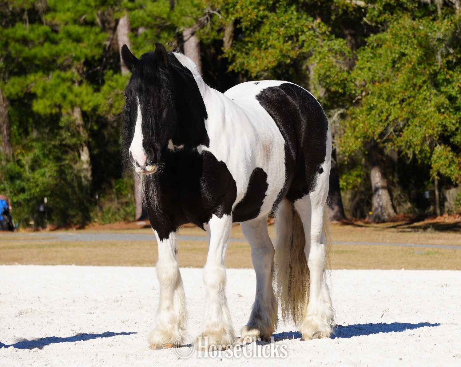 "Charlie Waffles" Pinto Gelding Gypsy Vanner - Gypsy Vanner in Ohio