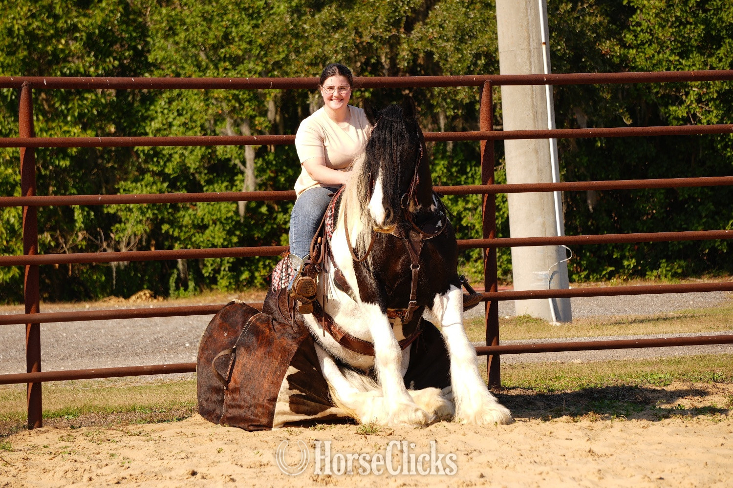 "Charlie Waffles" Pinto Gelding Gypsy Vanner Ohio