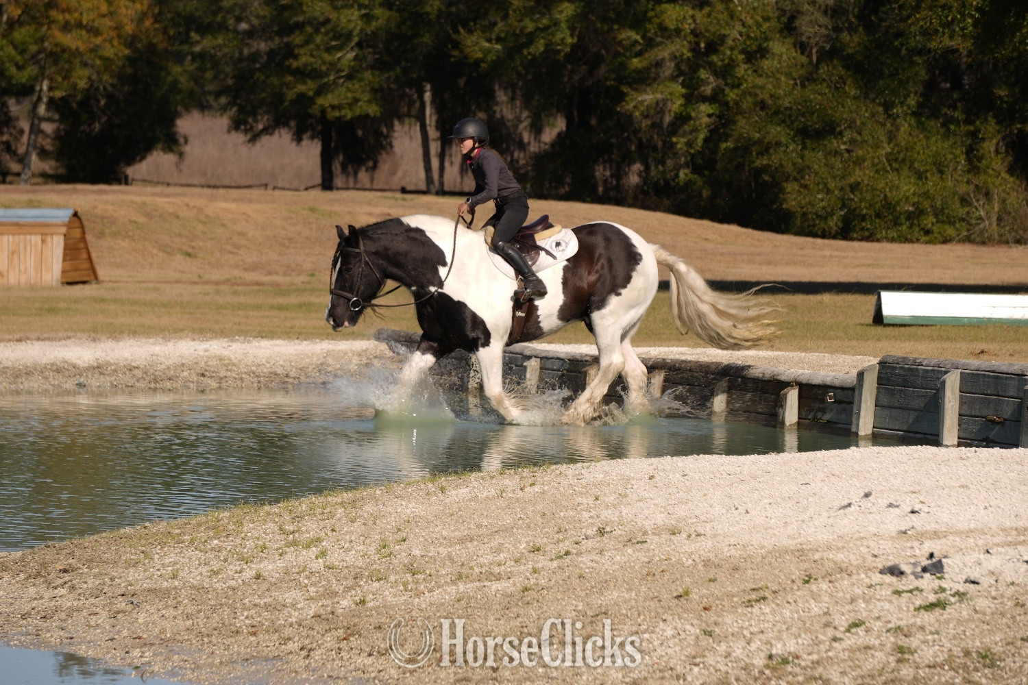 Gypsy Vanner - "Charlie Waffles" Pinto Gelding Gypsy Vanner in Ohio