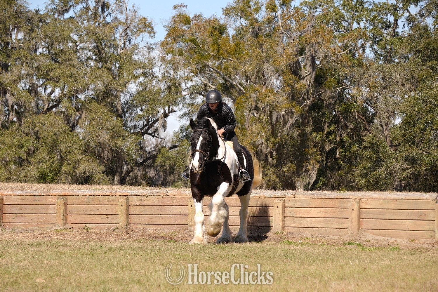 Gypsy Vanner - "Charlie Waffles" Pinto Gelding Gypsy Vanner