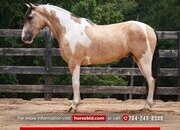 "Spencer " Pinto Gelding Paint