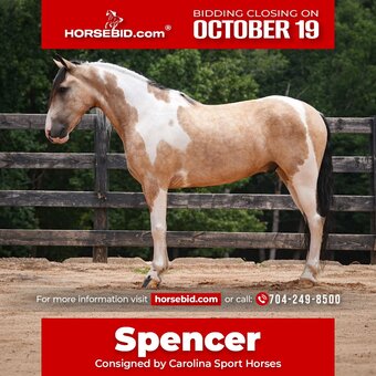 "Spencer " Pinto Gelding Paint