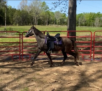 "Jesse James" Grey Gelding Tennessee Walker