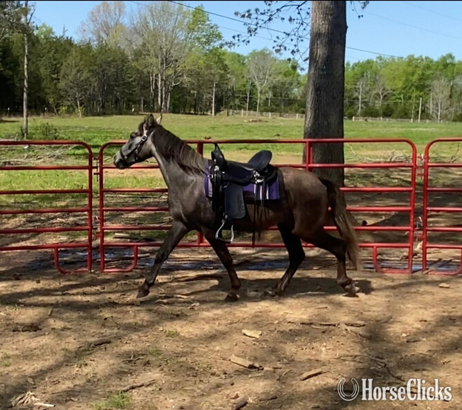 "Jesse James" Grey Gelding Tennessee Walker in Tennessee