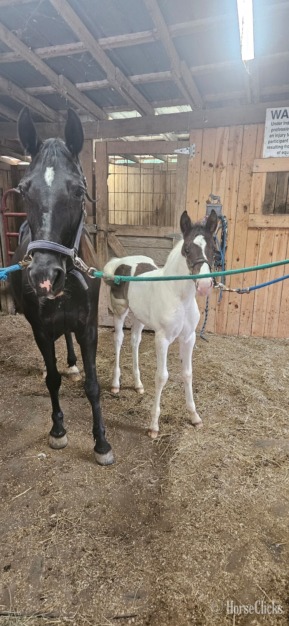 "Who" Black Colt Spotted Saddle in Indiana