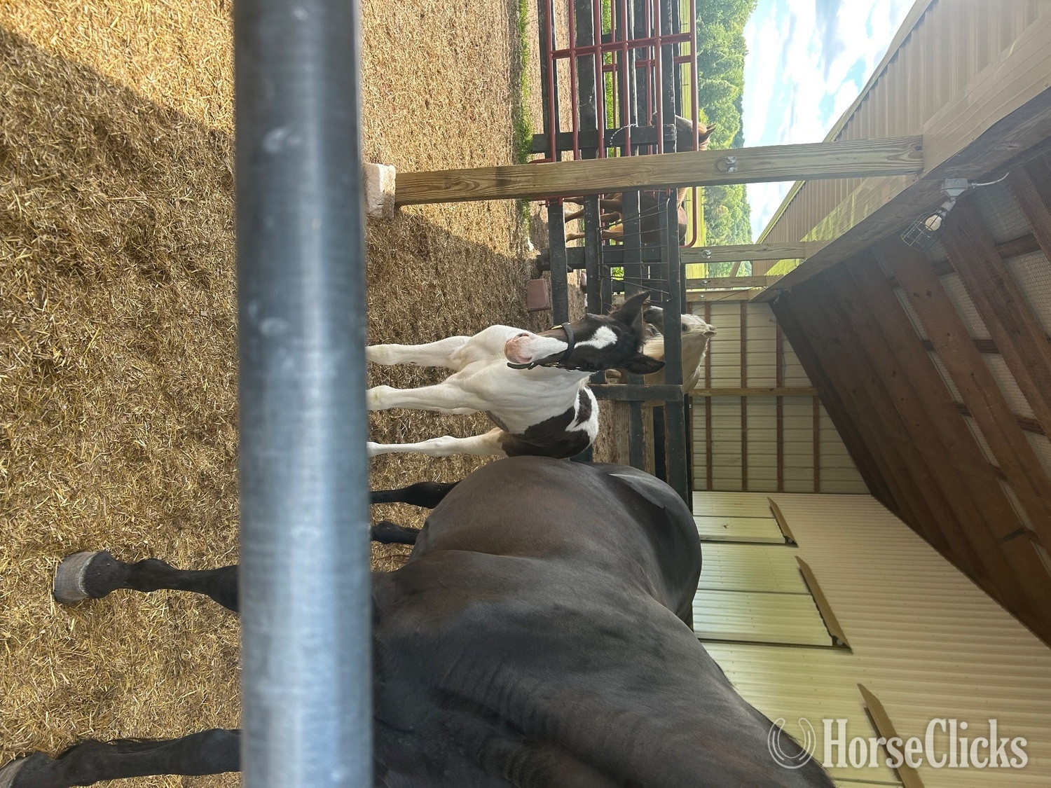 "Who" Black Colt Spotted Saddle