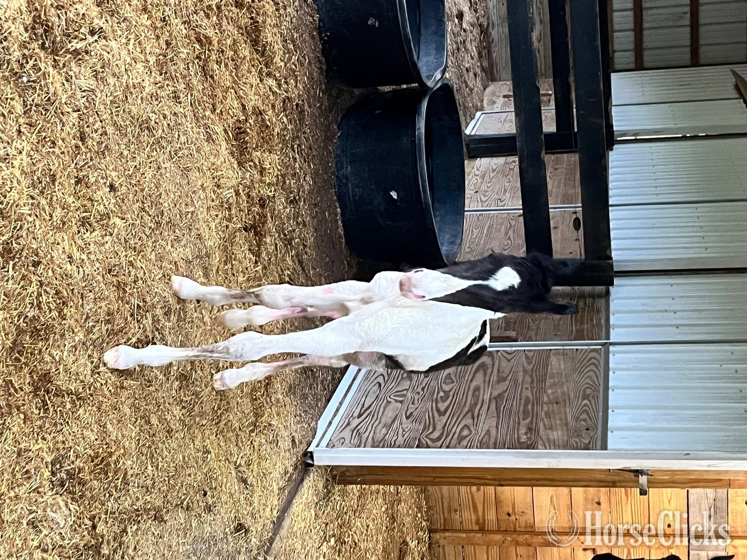 Indiana "Who" Black Colt Spotted Saddle