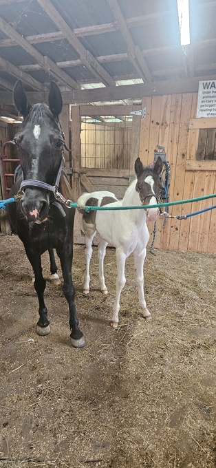 "Who" Black Colt Spotted Saddle