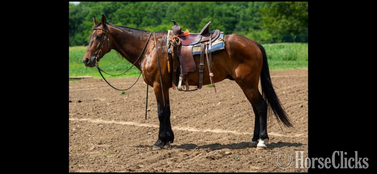"REX" Bay Gelding Friesian in Pennsylvania