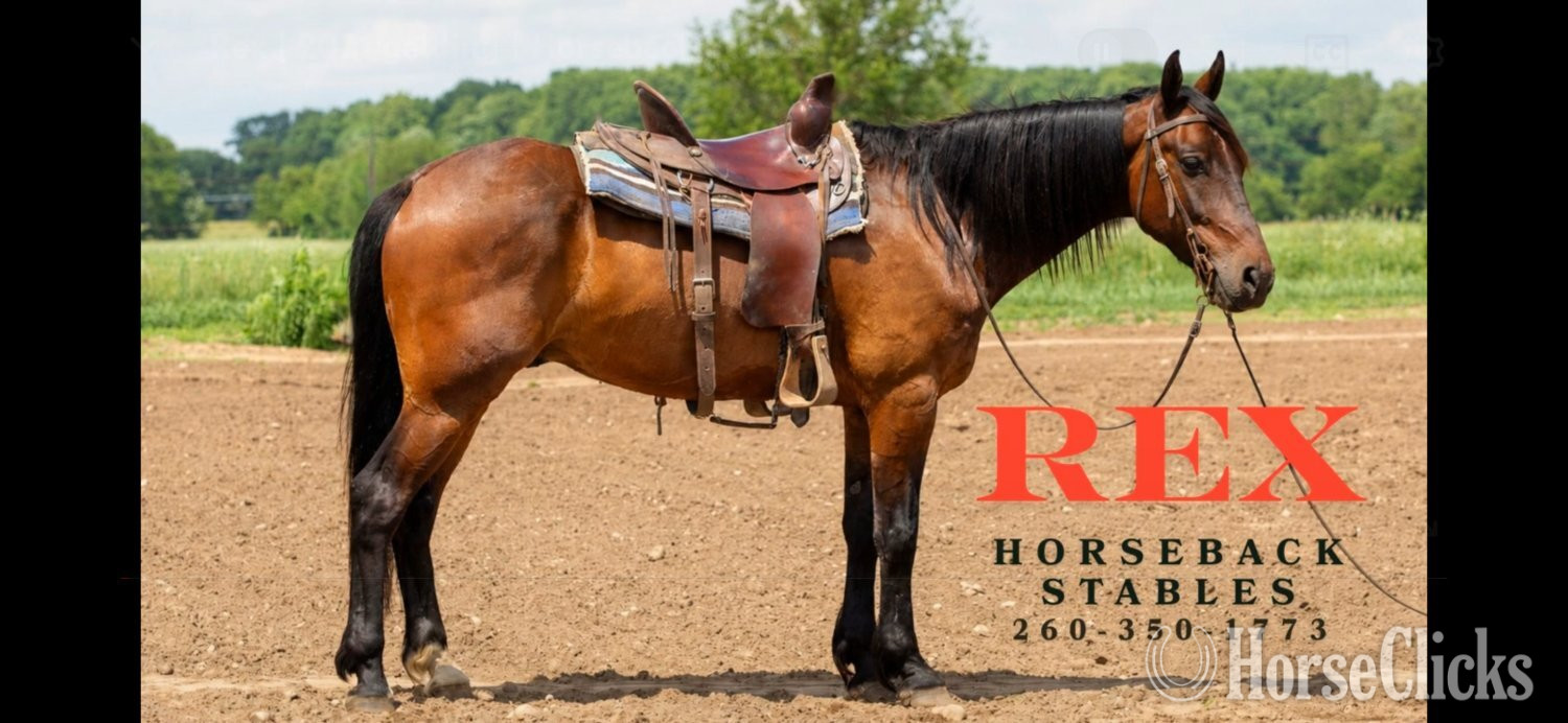 "REX" Bay Gelding Friesian
