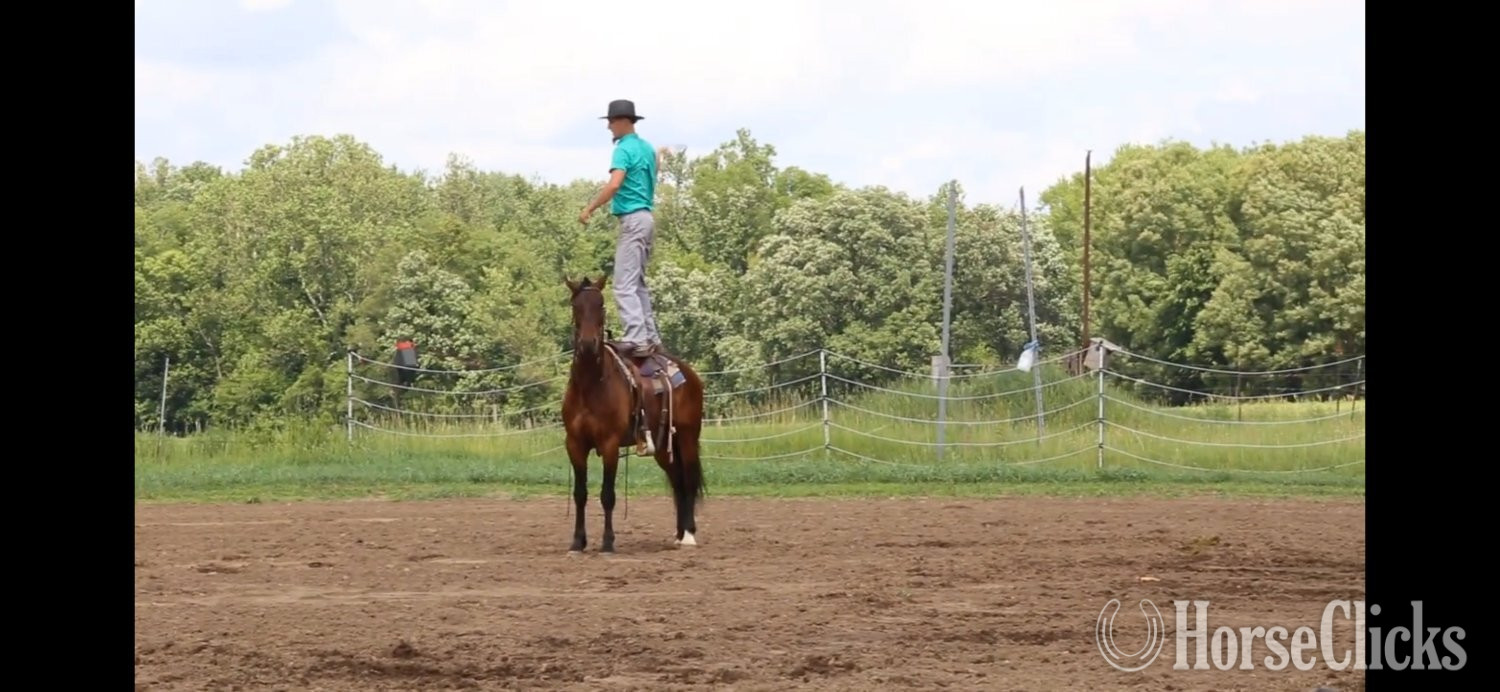 Pennsylvania "REX" Bay Gelding Friesian