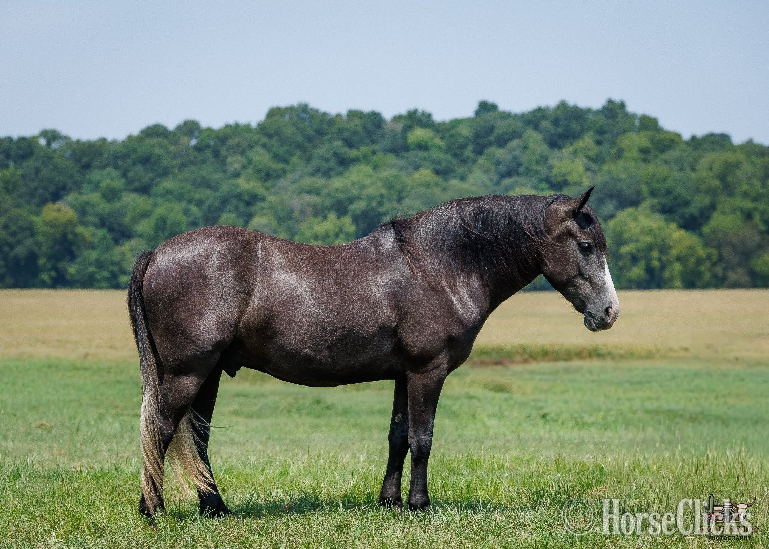 "Jim" Grey Gelding Draft