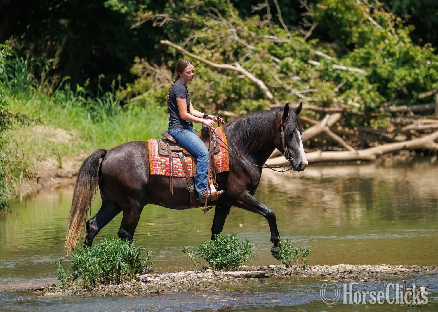 "Jim" Grey Gelding Draft - Draft in Kentucky
