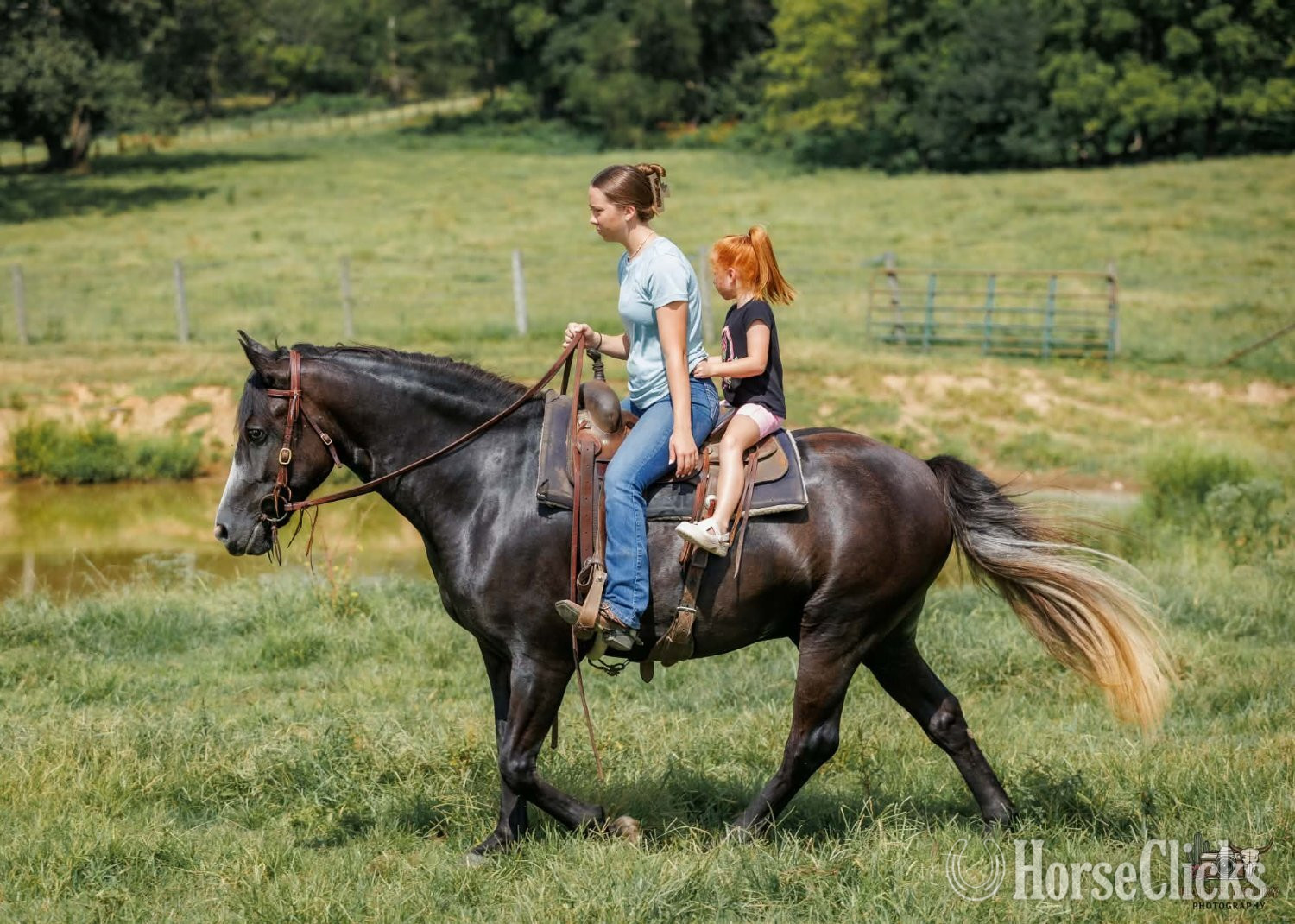 Draft - "Jim" Grey Gelding Draft