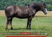 "Jim" Grey Gelding Draft