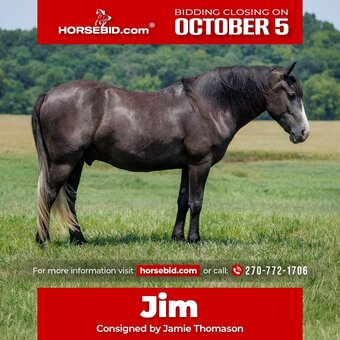"Jim" Grey Gelding Draft