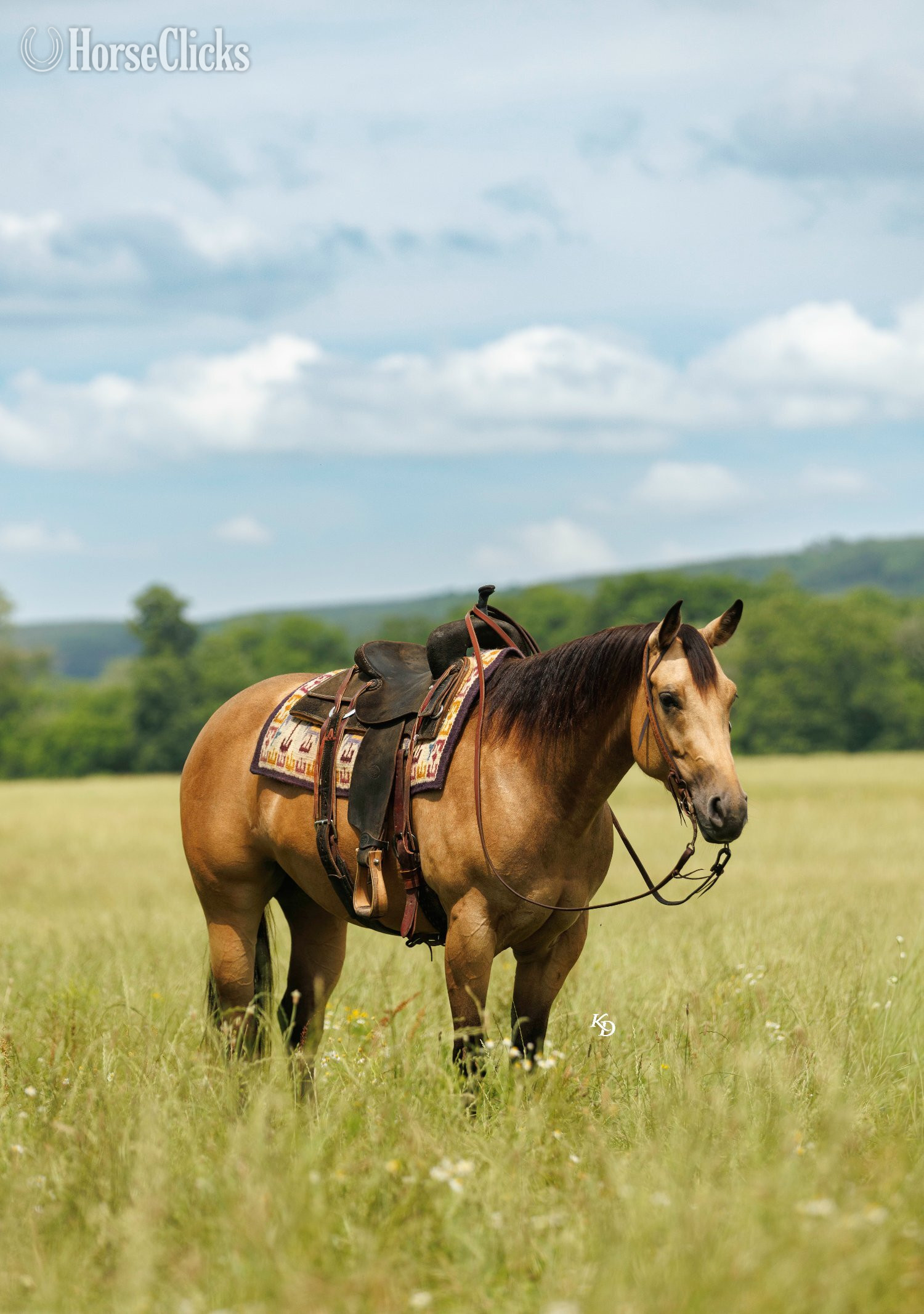 "Maggie" Buckskin Mare Quarter Horse