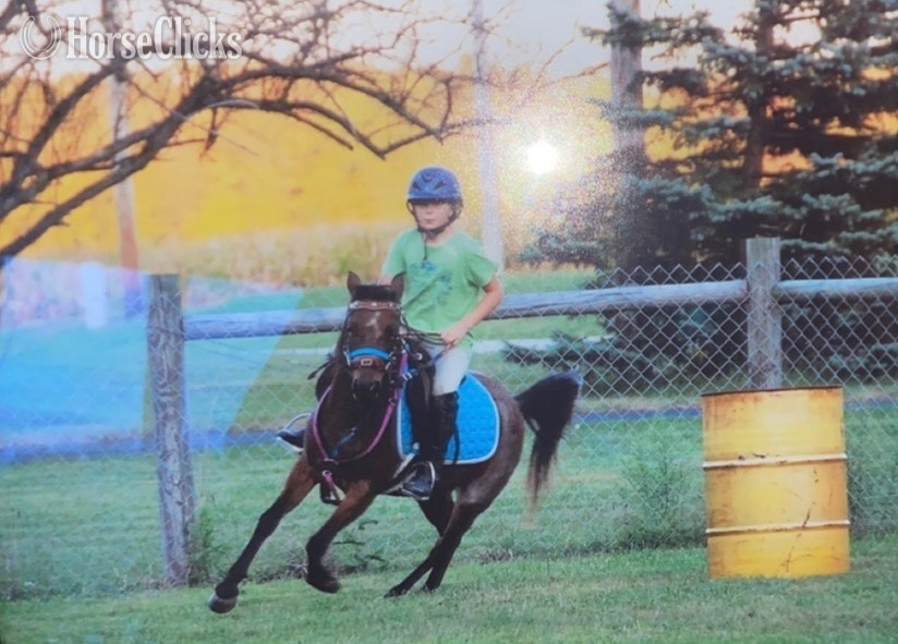 Ohio Bay Roan 12.2hh Mare for Lease