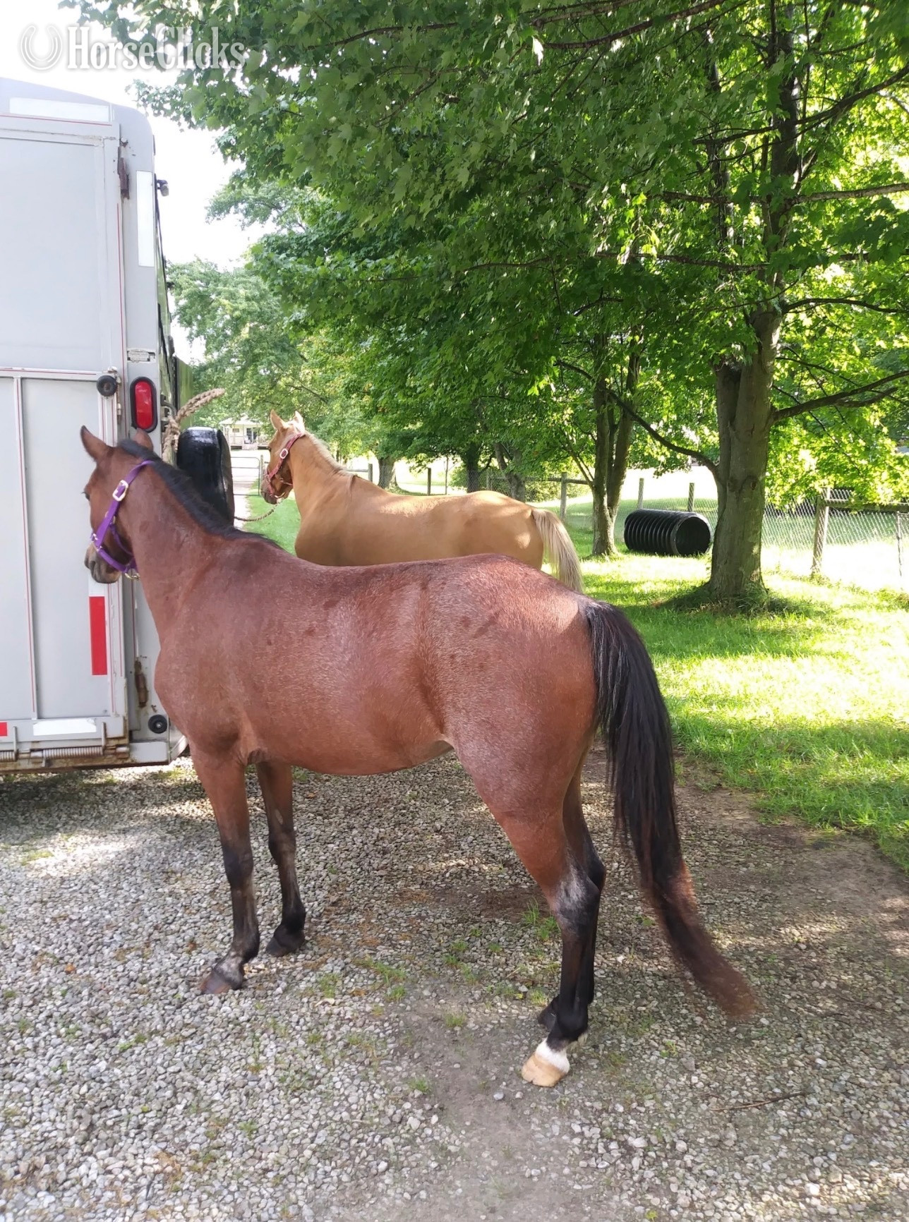 Bay Roan 12.2hh Mare for Lease -  in Ohio