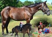 "RIVER" Brown Gelding Percheron