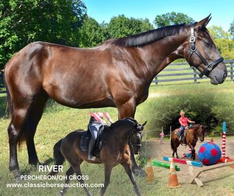 "RIVER" Brown Gelding Percheron