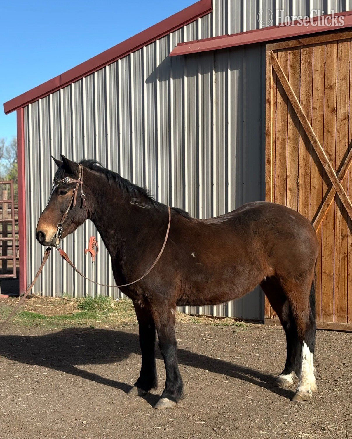 "CUERVO" Bay Gelding Mustang