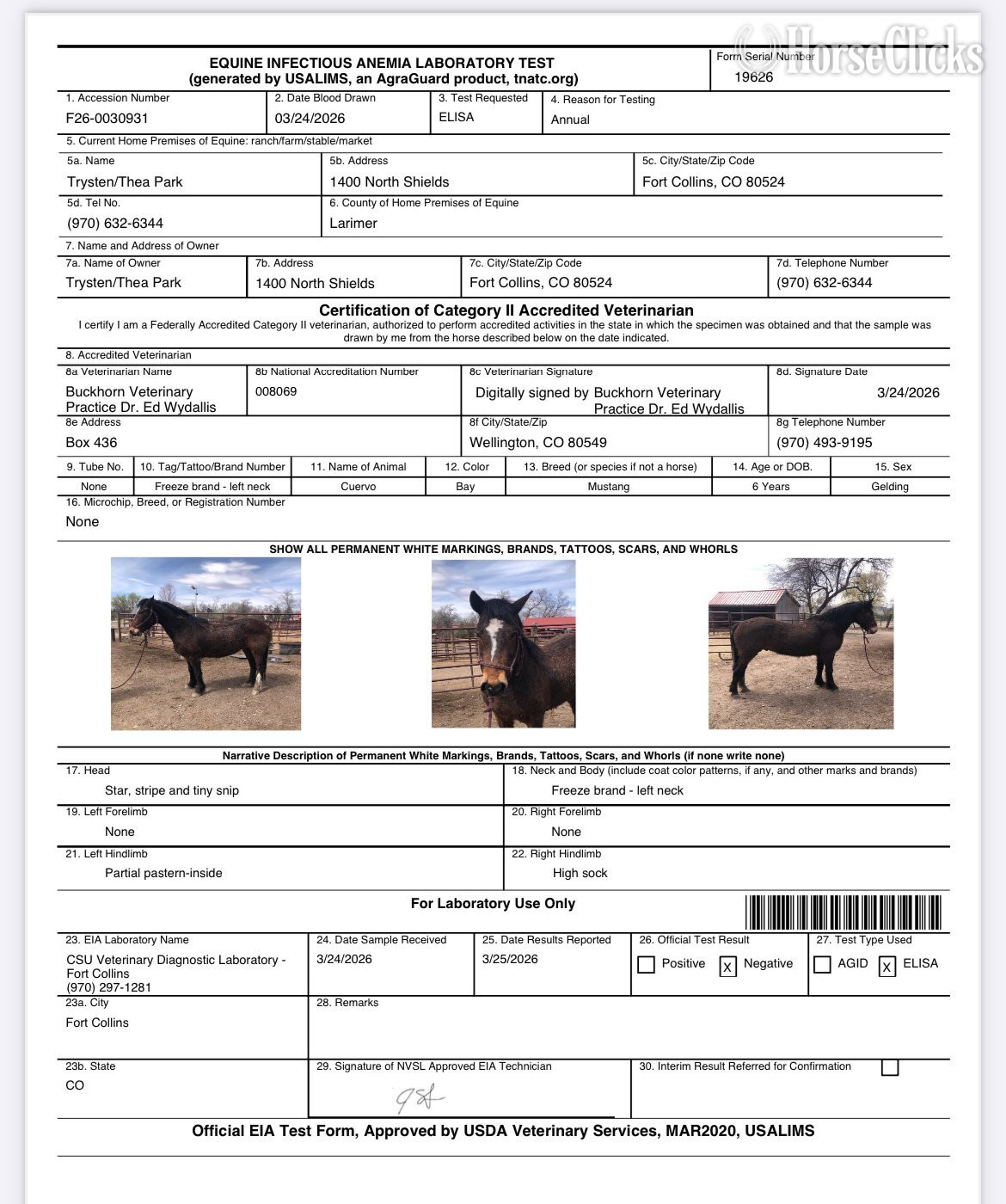 "CUERVO" Bay Gelding Mustang - Mustang in Colorado