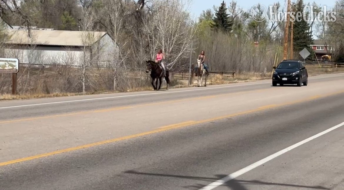 Mustang - "CUERVO" Bay Gelding Mustang in Colorado