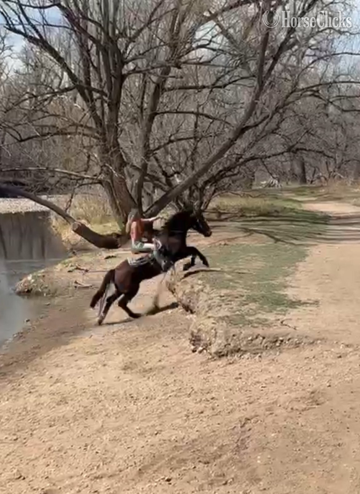Mustang - "CUERVO" Bay Gelding Mustang
