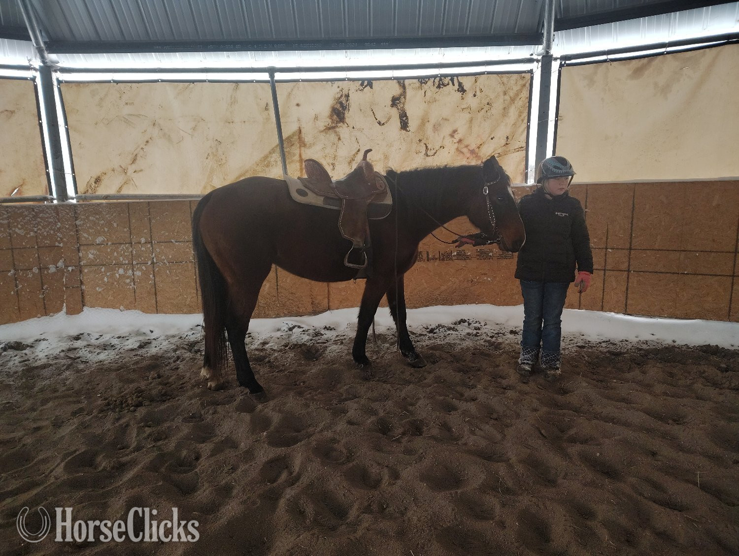 "Jazmine " Bay Mare Quarter Horse - Quarter Horse in New York