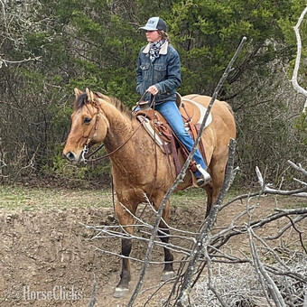 "" Gelding