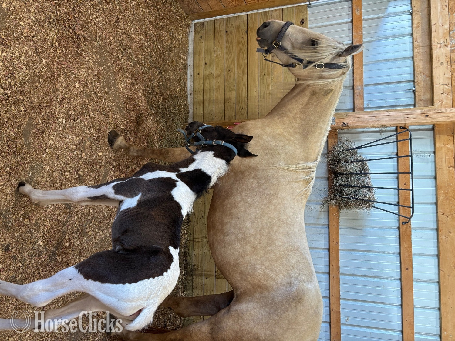 "Peter Parker" Black Colt Spotted Saddle in Indiana