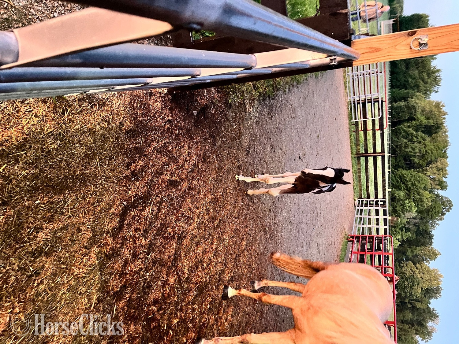 Indiana "Peter Parker" Black Colt Spotted Saddle