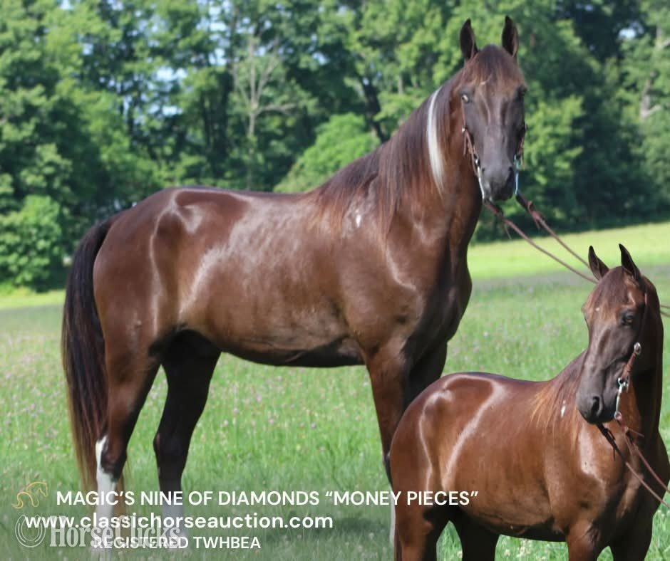 "MONEY PIECES"  Gelding Tennessee Walker in Kentucky