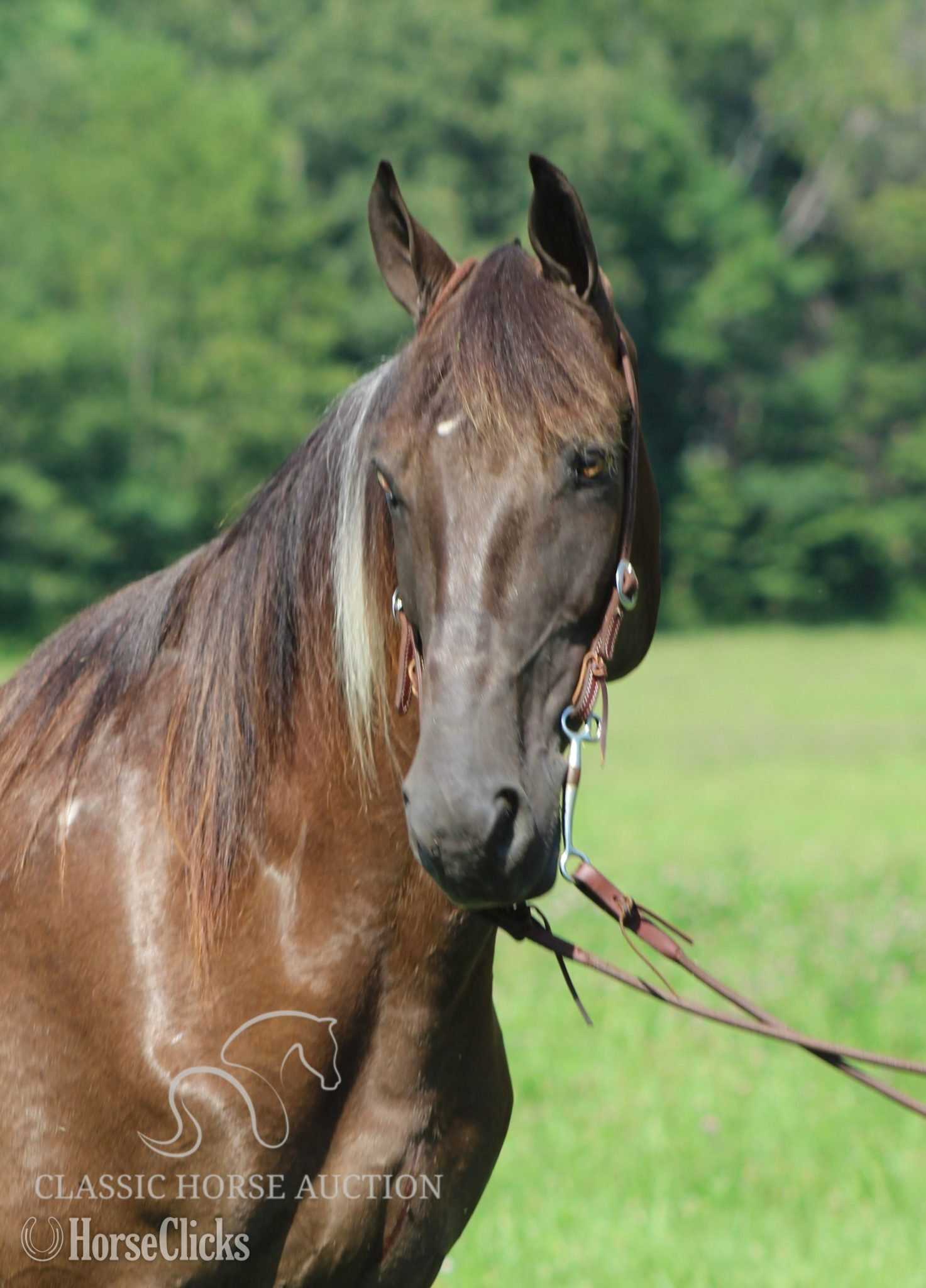 "MONEY PIECES"  Gelding Tennessee Walker