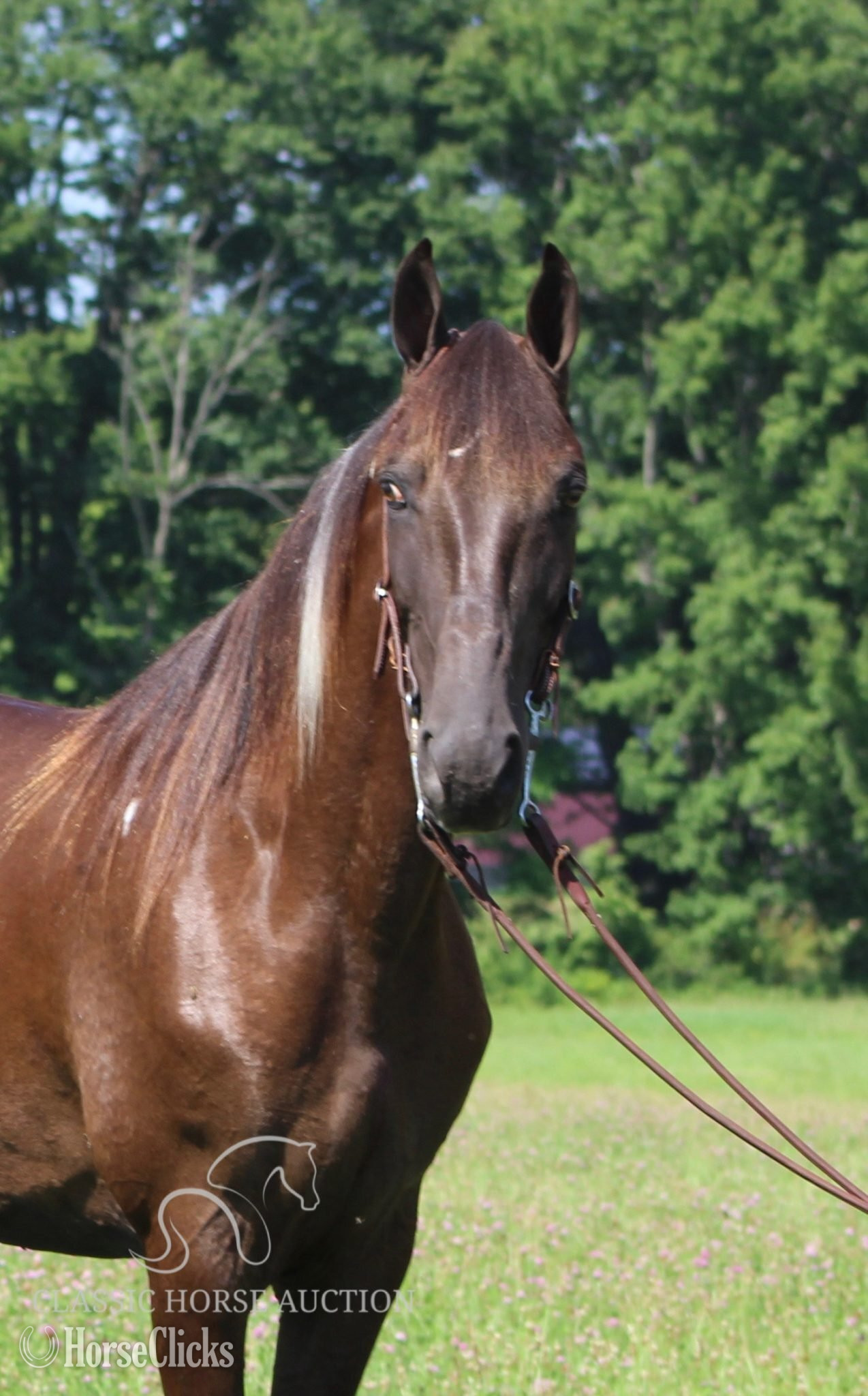 Kentucky "MONEY PIECES"  Gelding Tennessee Walker
