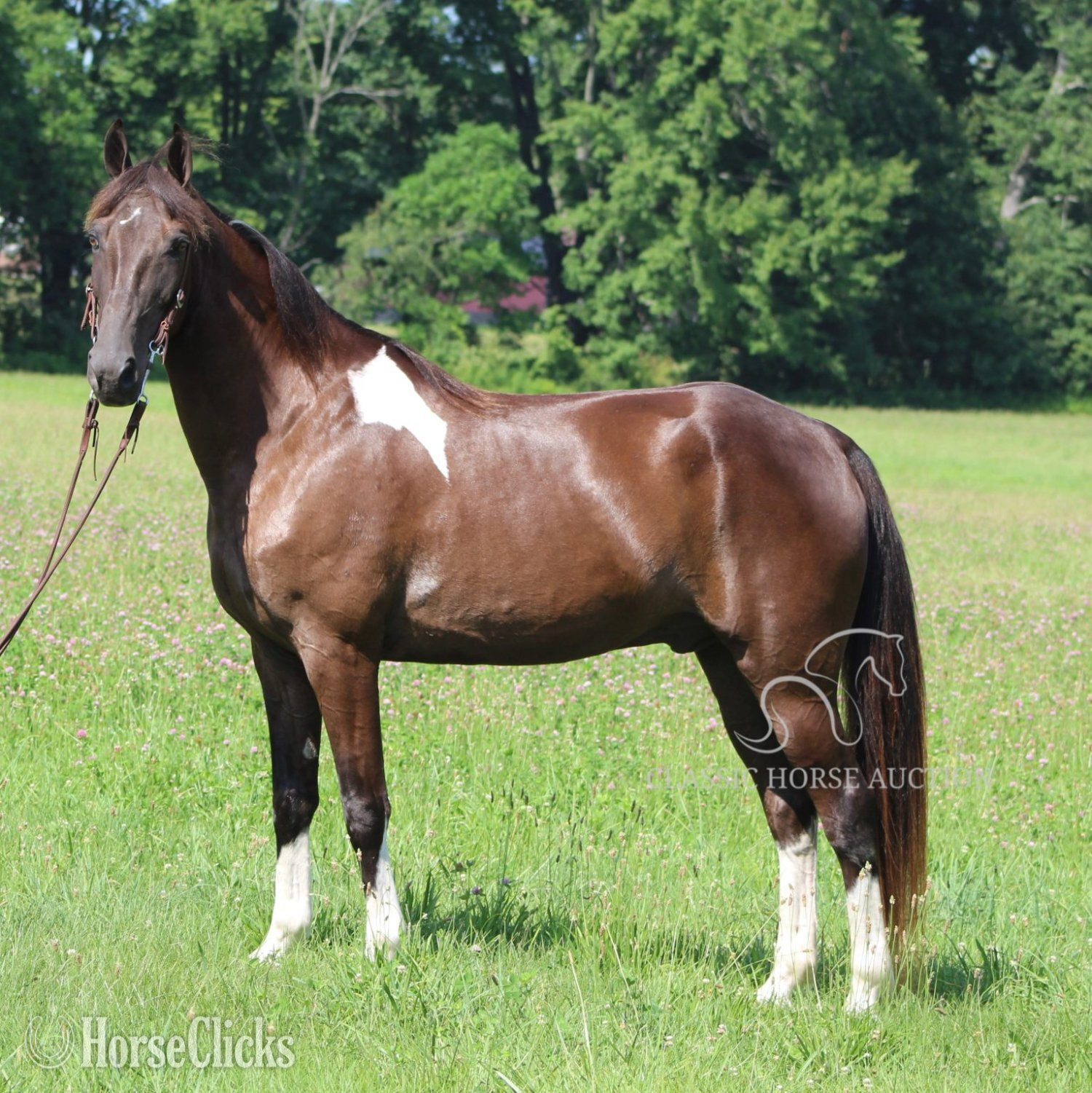 "MONEY PIECES"  Gelding Tennessee Walker - Tennessee Walker in Kentucky