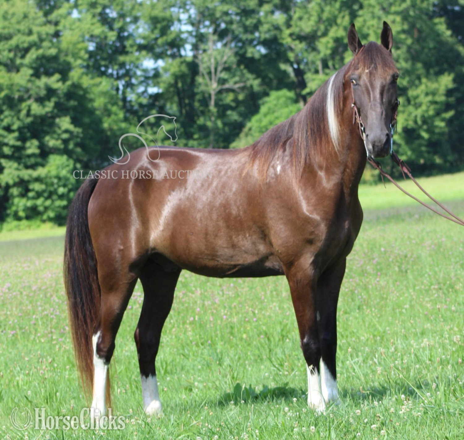Tennessee Walker - "MONEY PIECES"  Gelding Tennessee Walker in Kentucky