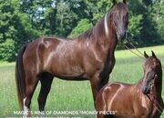 "MONEY PIECES"  Gelding Tennessee Walker
