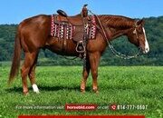 "Absolute Perfection" Sorrel Gelding Quarter Horse