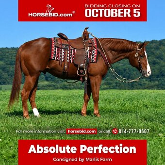 "Absolute Perfection" Sorrel Gelding Quarter Horse